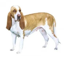 Segugio Italiano (Short/smooth coat)