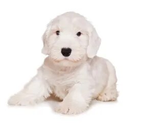 Sealyham Terrier