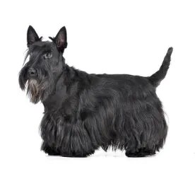 Scottish Terrier