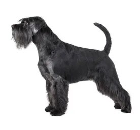 Standard Schnauzer 