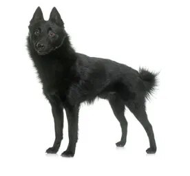 Schipperke