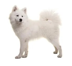 Samoyed