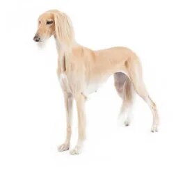 Saluki