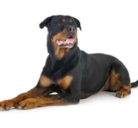 Rottweiler