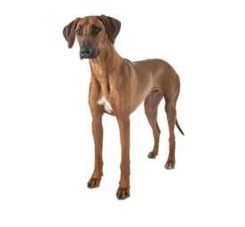 Rhodesian Ridgeback