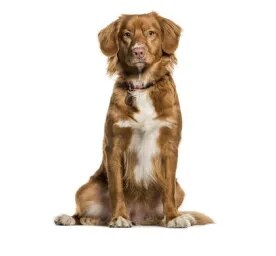 Nova Scotia Duck Tolling Retriever