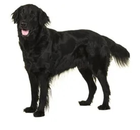 Flatcoated Retriever