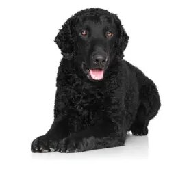 Curly-Coated Retriever