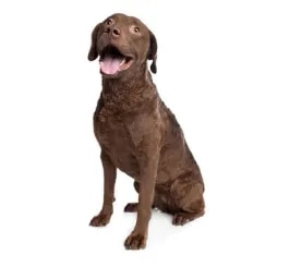 Retriever (Chesapeake Bay)