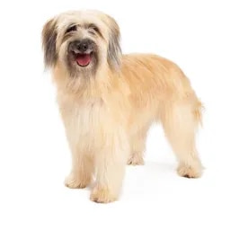 Pyrenean Sheepdog
