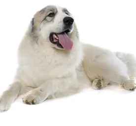 Pyrenean Mountain Dog