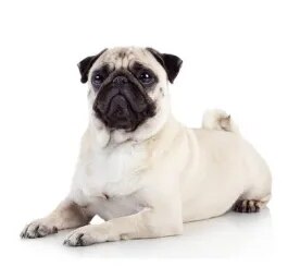 Pug