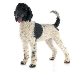 Portuguese Water Dog