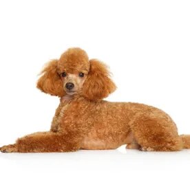 Miniature Poodle
