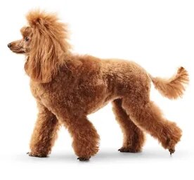 Poodle Standard