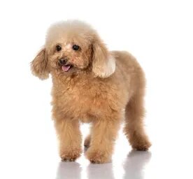 Toy Poodle