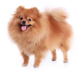 Pomeranian