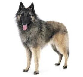 Belgian Shepherd Dog Tervueren