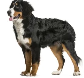 Bernese Mountain Dog