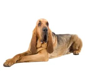 Bloodhound
