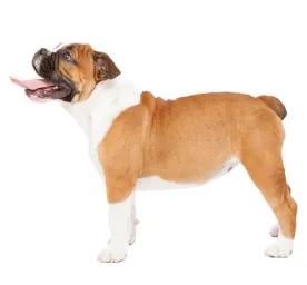 Bulldog