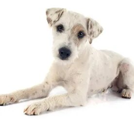 Parson Russell Terrier
