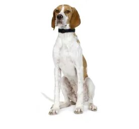 Pointer