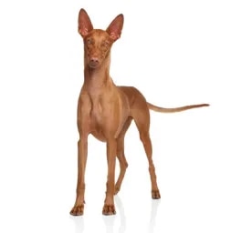 Pharaoh Hound