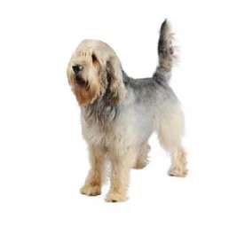Otterhound