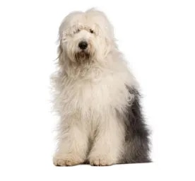 Old English Sheepdog
