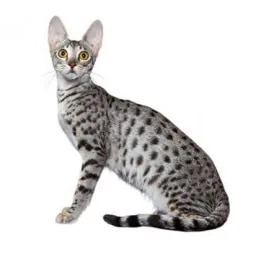 Savannah