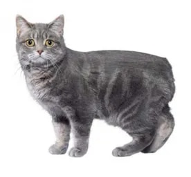 Manx