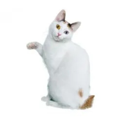 Japanese Bobtail Short Hair