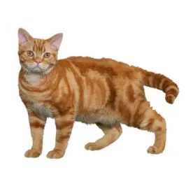 American Wirehair