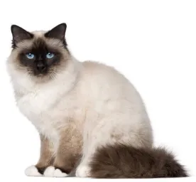 Birman