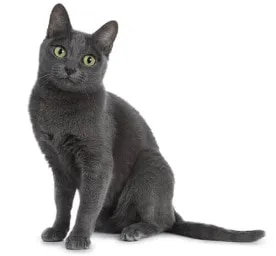 Korat