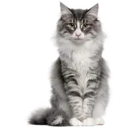 Norwegian Forest