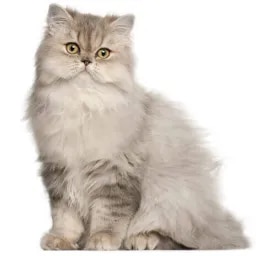 Persian Long Hair