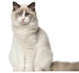 Ragdoll