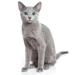 Russian Blue