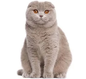 Scottish Fold