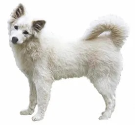 Canadian Eskimo Dog