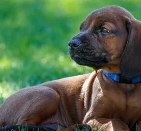 Worms in Dogs