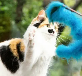 What Do Cats Eat?