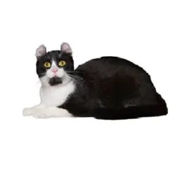 American Curl