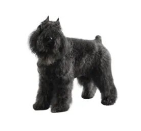 Bouvier des Flandres