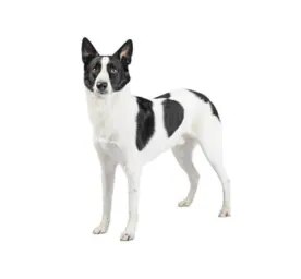 Canaan Dog
