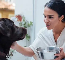 Dog Feeding and Loss of Appetite in Your Dog