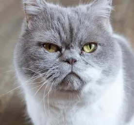 Stomatitis In Cats
