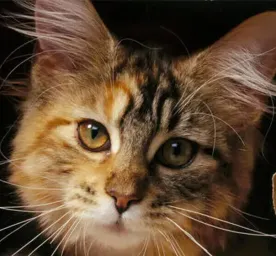 Famous Cats in History Interesting Facts